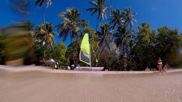 MiniCat sous les cocotiers